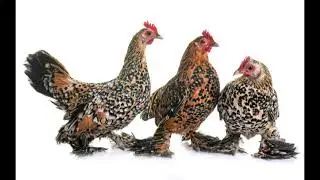 A Quick Helpful Overview of the Mille Fleur D'Uccle Bantam - Breathtaking Breeds