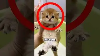 These Kittens Tried To Learn The Litter Box