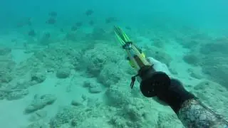 MDB SPEARFISHING Hawaii