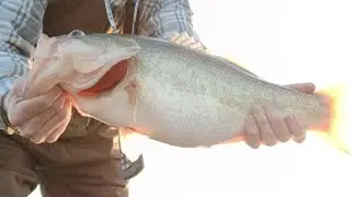 Caught a HOG while Striper fishing Lake Anna! Forgot the camera at home,captured it all on my phone!