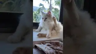 cute cat video compilation #cat #cute #turkishangora #kitten #cutecats #cutepet #petlover #funny