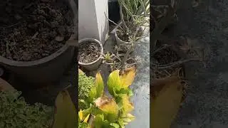 Babu Kothari Babu maa 😱😱😱😲😲 #sohrts #funny #comedy #trending #subscribe 🤣😜
