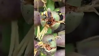 Vegetasi lebah GenioTrigona Toracica