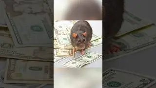 Rats ate Escobar's Billion dollars