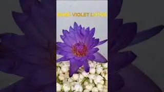 rare violet lotus#devotional #temple #love #flowers #goodmorning #thanq