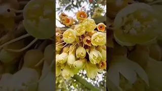 DURIAN FRUIT PROCESS FROM FLOWER TO FRUIT #shorts