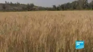 Debt-ridden farmers committing suicide