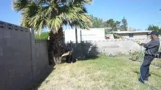 Professional Palm Tree Removal - Affordable Tree Service - Las Vegas, NV