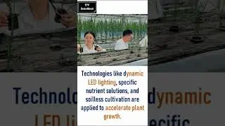 Revolutionizing Desert Agriculture | China's Breakthrough in Greenhouse Rice Farming