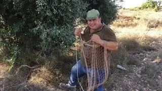 Esta tarde campero quería compartir un rato con vosotros cazando con los hurones siempre para arriba