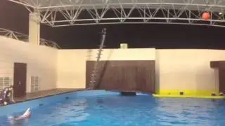 Bhatkal dolphin show