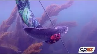 Chasse sous marine CPES // Bars dans les sargasses en surface