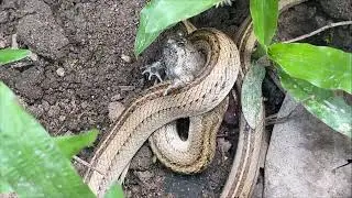 Snake eating frog #insects #millipede 