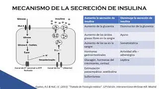 REGULACIÓN ENDOCRINA DEL PÁNCREAS - SOCIEMDAC