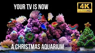 🎄 Рождественский Подводный Аквариум в 4K | 12 Часов Красивых Рыб и Звуков Воды для Глубокого Сна