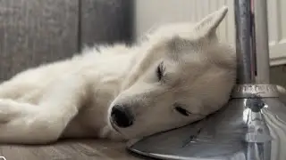 Akim the Purebred Husky Sleeping Like a Pro | Funny & Relatable Dog Moments