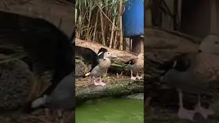 ringed teal #duck #cute #viral #youtubeshort #lalianimaltv