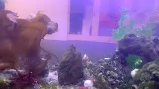 Coldwater reef month 4 update...13+