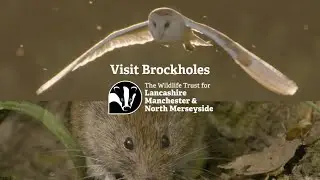 Visit Brockholes - Lancashire Wildlife Trust