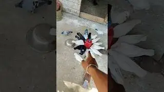 Babby king🔥#pigeon #pigeonlaver #fancypigeon #kingpigeon #youtubeshort #trandingshorts#foryou #viral