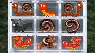 wow amazing! catching animals and insects, i got millipedes from around the house #millipede #animal