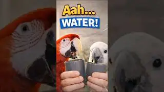 Попугай пьёт, произнося слово &laquo;Вода&raquo;!