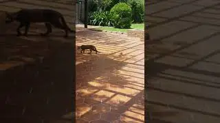Cat vs Crow ,who gets the rat...?