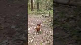 С Оззи в лесу расчиститили дорогу !!!#dog #dogeat #кобельоззи #bushcraft #собака