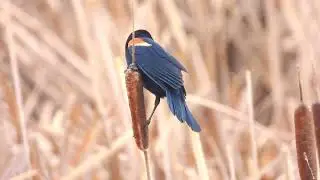Another Red Winged Blackbird