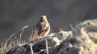 Agriornis lividus / Gaucho Grande / Great Shrike-Tyrant