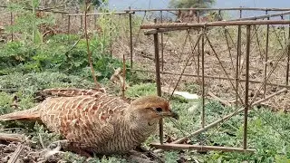 teetar ko kis mosam me pakade taki vo aasani se pakad me ha sakhe ! teetar ko pakadane ke tarike !!!