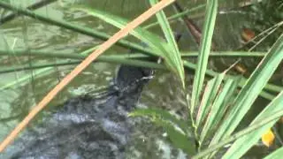 Singapore Reptiles