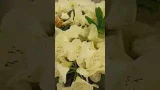 #flover #garden #цветы #gardening #сад #растения #flower #рододендрон #азалия #цветынадаче