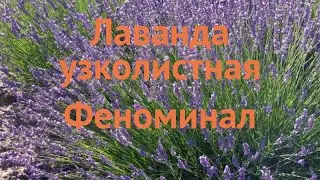 Лаванда узколистная Феноминал (fenominale) 🌿 обзор: как сажать, саженцы лаванды Феноминал