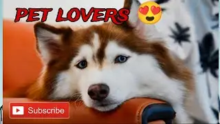 HAVING A DOG MAKE YOU RICH 😭#foryou #pets