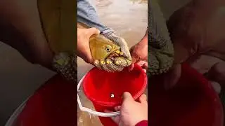 🐟 РЫБА, КОТОРАЯ ДЕРЖИТ СВОИХ ДЕТЕЙ ВО РТУ 🐟 #наука #животные #биология
