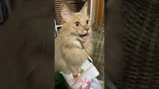【ソマリ】「ごはん？」と聞かれ、ちゃんとお返事する猫！ #Shorts