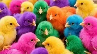 Colorful Chickens, Rainbows Chickens, Cute Chickens, Cute Ducks, Rabbit, Cute Animals