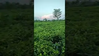 Assam Tea Garden #assamteagarden #assamesesong #zubeendaa