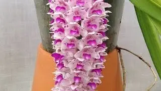C&acirc;y v&agrave; hạt giống Berry đang ph&aacute;t trực tiếp!0961877782