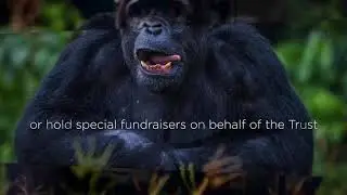 World Chimpanzee Day 2019