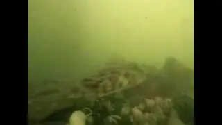 Fluke under Coney Island Pier