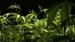 General Assembly approves making marijuana possession legal in Virginia this July, rather than 2024