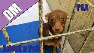 Adopt a Pet PSA