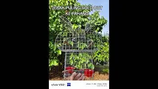 JEBAK PULING/JEBAK BURUNG PULING/JEBAK DAWAI
