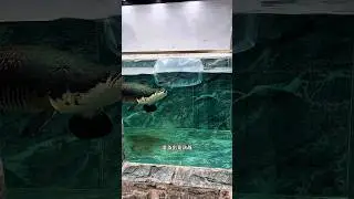 Arapaima ate a 😳 big Cat fish. #short #shorts #arapaima #fish #fishing #monsterfish #ytshort