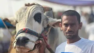ఉలిమెల్ల ఓల్డ్ కేటగిరి విభాగం 11 జత మూలి రామ సుబ్బారెడ్డి గారు రంగోరు పల్లె 