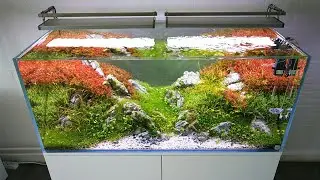 #FAAO #Aquascaping #plantedaquarium Update | Aquaflora's 120cm nature aquarium | Interzoo