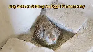 Full Video of partridge From Laying Eggs to hatching | Teetar Breeding Season | teetar eggs | Teetar