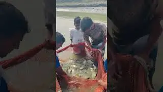 Village Fish farming  #shorts